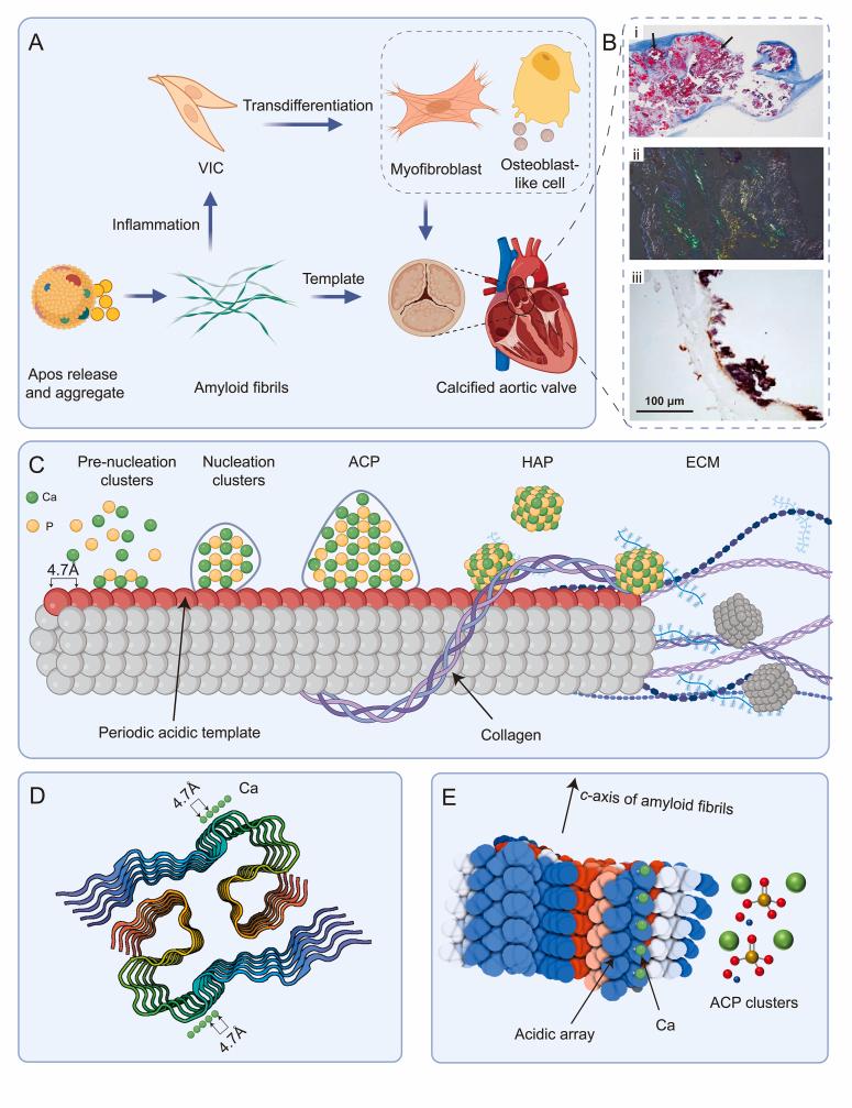https://cdn.ncbi.nlm.nih.gov/pmc/blobs/27f5/12149555/af6065b888d8/gr2.jpg