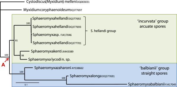 https://cdn.ncbi.nlm.nih.gov/pmc/blobs/27f9/3626897/bd6ab33302f6/1756-3305-6-51-9.jpg
