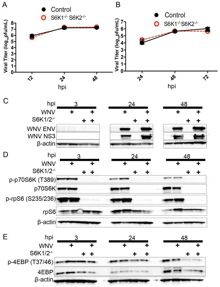 https://cdn.ncbi.nlm.nih.gov/pmc/blobs/27f9/5086619/d4573d3da251/viruses-08-00287-g005.jpg