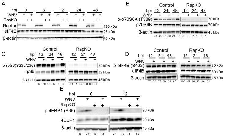 https://cdn.ncbi.nlm.nih.gov/pmc/blobs/27f9/5086619/ee6715933663/viruses-08-00287-g003.jpg