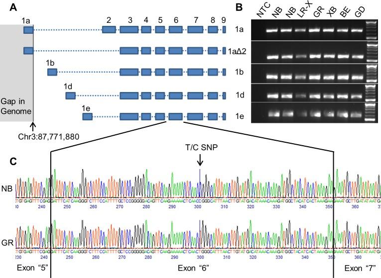 https://cdn.ncbi.nlm.nih.gov/pmc/blobs/27fa/7012447/a06257908535/pgen.1008527.g001.jpg