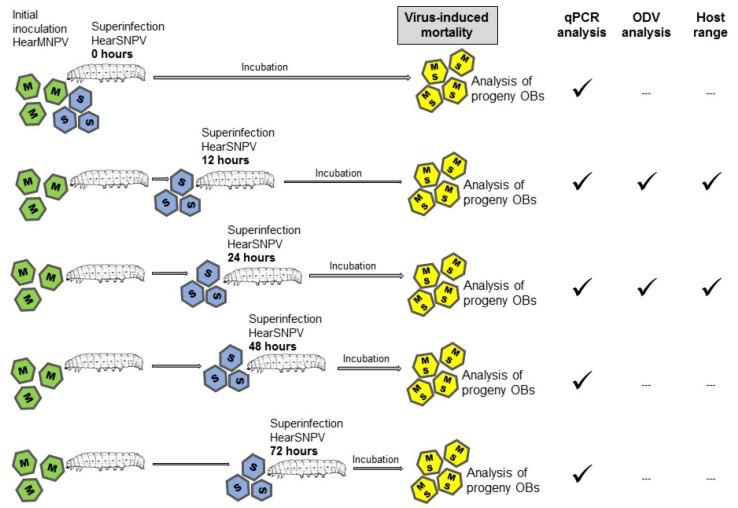 https://cdn.ncbi.nlm.nih.gov/pmc/blobs/27fc/9025457/5529888a3a88/viruses-14-00687-g001.jpg