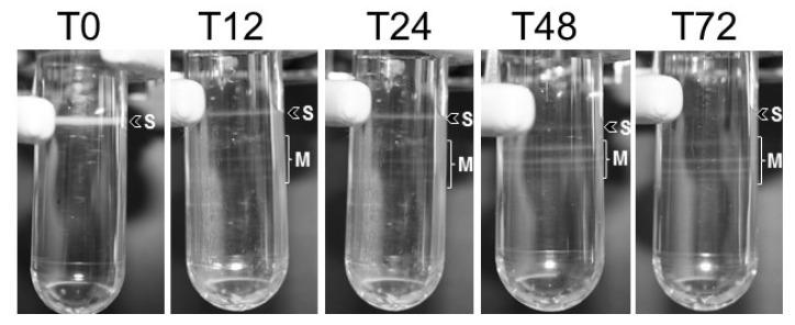 https://cdn.ncbi.nlm.nih.gov/pmc/blobs/27fc/9025457/7cf237686da4/viruses-14-00687-g003.jpg