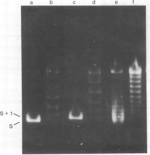 https://cdn.ncbi.nlm.nih.gov/pmc/blobs/27ff/348605/c7363b4a75ba/pnas00667-0164-b.jpg