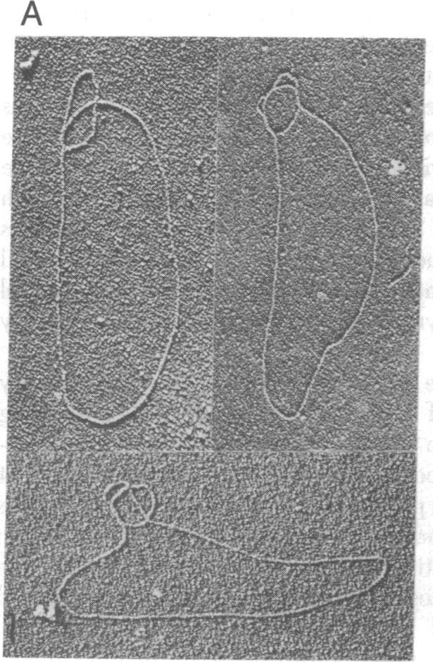 https://cdn.ncbi.nlm.nih.gov/pmc/blobs/27ff/348605/fa2429572098/pnas00667-0163-a.jpg
