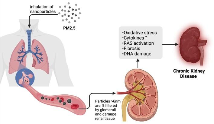 https://cdn.ncbi.nlm.nih.gov/pmc/blobs/2803/9494525/166931bc496e/sfac101fig2.jpg