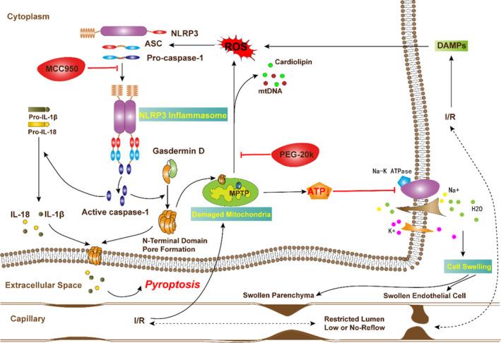 https://cdn.ncbi.nlm.nih.gov/pmc/blobs/280a/8200739/0465a6b658ac/JAH3-10-e019177-g005.jpg