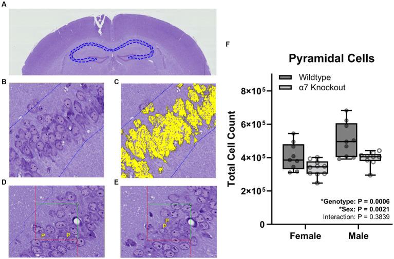 https://cdn.ncbi.nlm.nih.gov/pmc/blobs/280b/10513752/6e9bfca6560c/fnins-17-1244118-g003.jpg