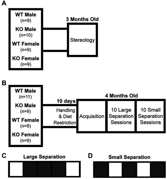 https://cdn.ncbi.nlm.nih.gov/pmc/blobs/280b/10513752/7f562831932e/fnins-17-1244118-g001.jpg