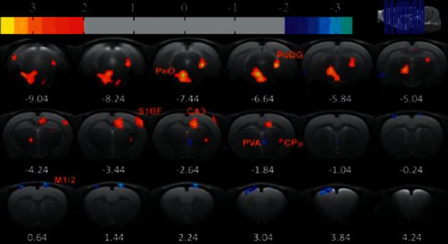 https://cdn.ncbi.nlm.nih.gov/pmc/blobs/280b/8490795/9a733089e08d/ECAM2021-2771094.009.jpg