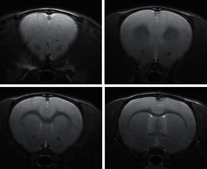 https://cdn.ncbi.nlm.nih.gov/pmc/blobs/280b/8490795/b6615569de3b/ECAM2021-2771094.003.jpg