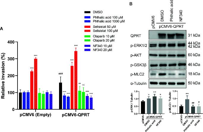 https://cdn.ncbi.nlm.nih.gov/pmc/blobs/280c/7890081/aee52e5895ef/fendo-11-621944-g005.jpg
