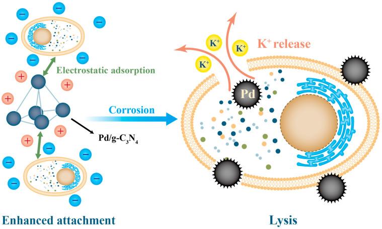 https://cdn.ncbi.nlm.nih.gov/pmc/blobs/2812/10457966/74d2dcea2c68/nanomaterials-13-02384-g004.jpg