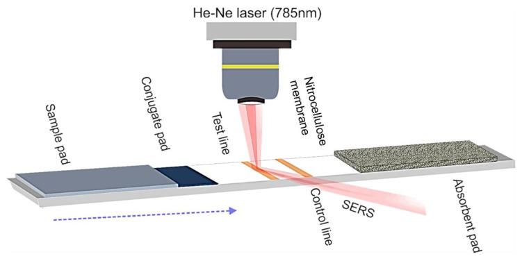 https://cdn.ncbi.nlm.nih.gov/pmc/blobs/2817/7997427/1ebedd22c764/biosensors-11-00066-g007.jpg