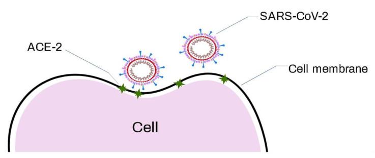 https://cdn.ncbi.nlm.nih.gov/pmc/blobs/2817/7997427/809221e8c275/biosensors-11-00066-g014.jpg