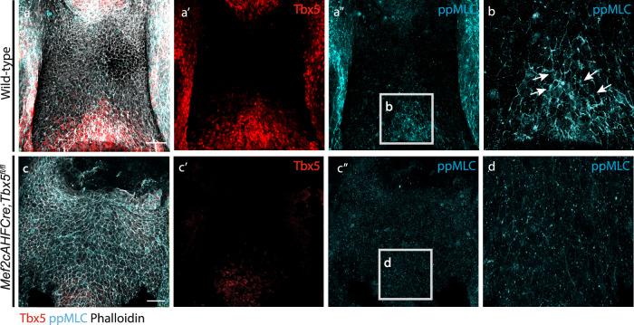 https://cdn.ncbi.nlm.nih.gov/pmc/blobs/2818/11535409/0f79d09db876/41467_2024_53612_Fig7_HTML.jpg