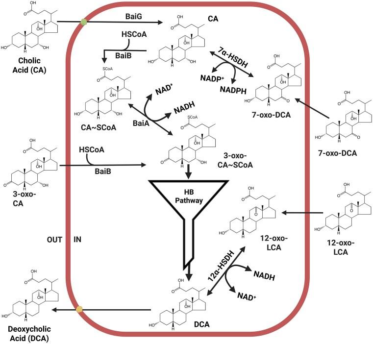 https://cdn.ncbi.nlm.nih.gov/pmc/blobs/2819/12065433/c85d49f144ad/fuaf016fig7.jpg