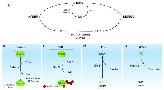 https://cdn.ncbi.nlm.nih.gov/pmc/blobs/2819/5795269/a77840787d76/f1000research-7-13118-g0000.jpg