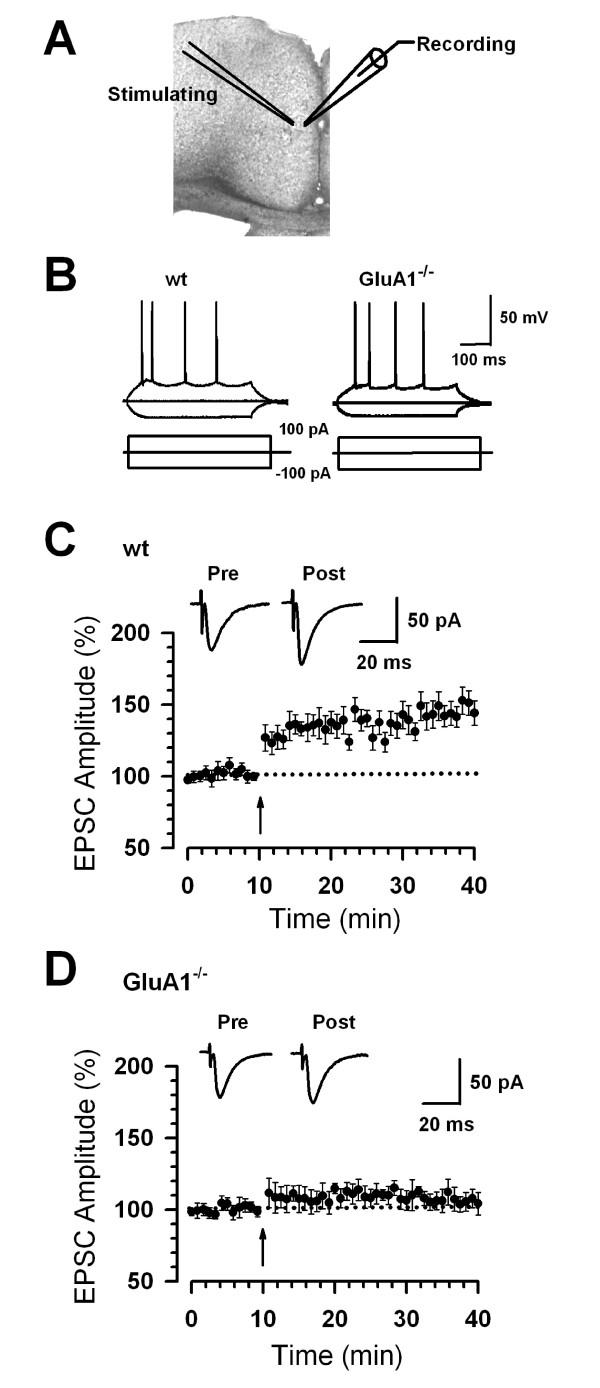 https://cdn.ncbi.nlm.nih.gov/pmc/blobs/281c/2734546/36e62495bc92/1744-8069-5-46-1.jpg