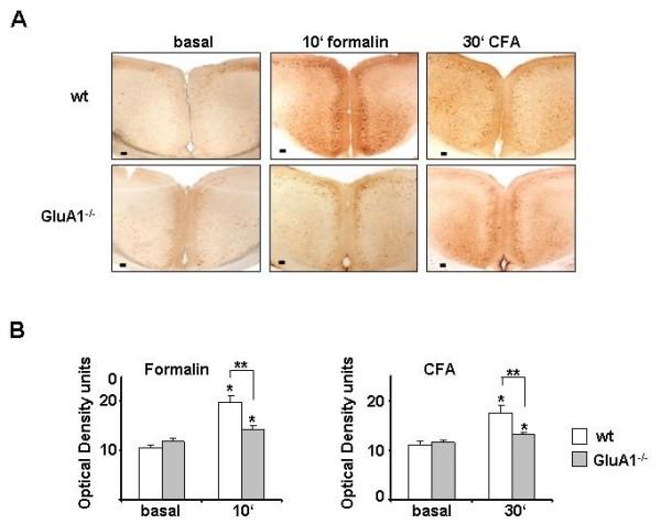 https://cdn.ncbi.nlm.nih.gov/pmc/blobs/281c/2734546/37866fbc711e/1744-8069-5-46-8.jpg