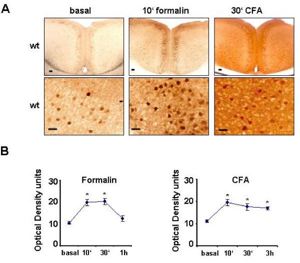 https://cdn.ncbi.nlm.nih.gov/pmc/blobs/281c/2734546/c62dd742b4b6/1744-8069-5-46-7.jpg