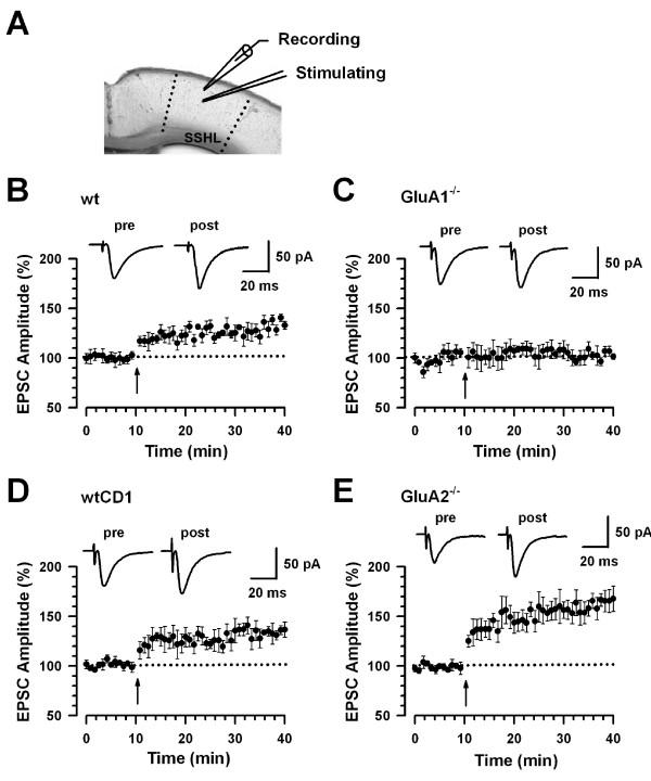 https://cdn.ncbi.nlm.nih.gov/pmc/blobs/281c/2734546/edcb55c57003/1744-8069-5-46-6.jpg