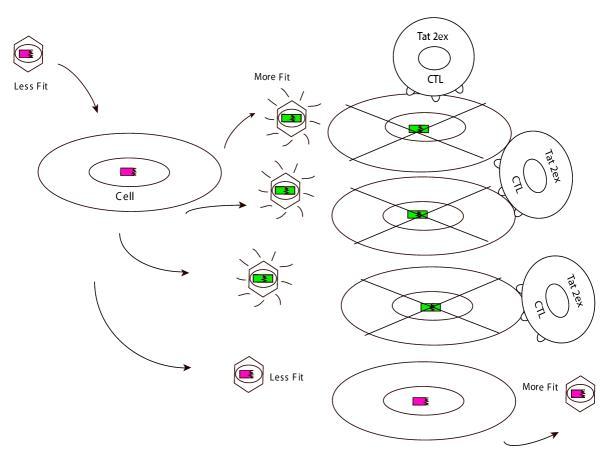 https://cdn.ncbi.nlm.nih.gov/pmc/blobs/281f/419725/df2e09dfd2f9/1742-4690-1-8-2.jpg