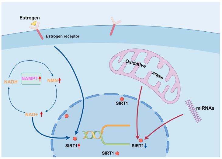 https://cdn.ncbi.nlm.nih.gov/pmc/blobs/2820/11352324/1fd9dd6007b5/biomolecules-14-00970-g002.jpg