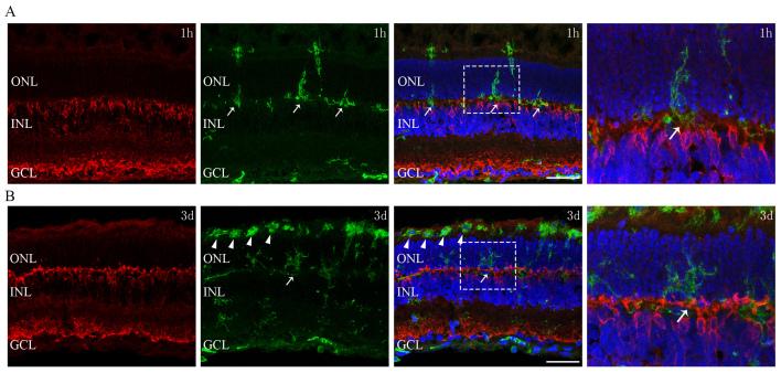 https://cdn.ncbi.nlm.nih.gov/pmc/blobs/2820/8100860/286996cfc22a/mv-v27-206-f6.jpg