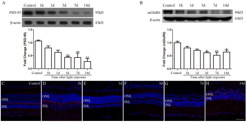 https://cdn.ncbi.nlm.nih.gov/pmc/blobs/2820/8100860/54ab34852b50/mv-v27-206-f3.jpg