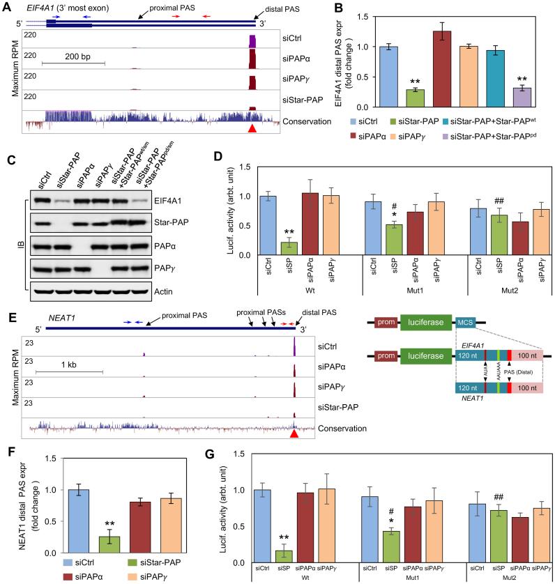 https://cdn.ncbi.nlm.nih.gov/pmc/blobs/2823/5587728/17db5d3c48ab/gkx560fig4.jpg