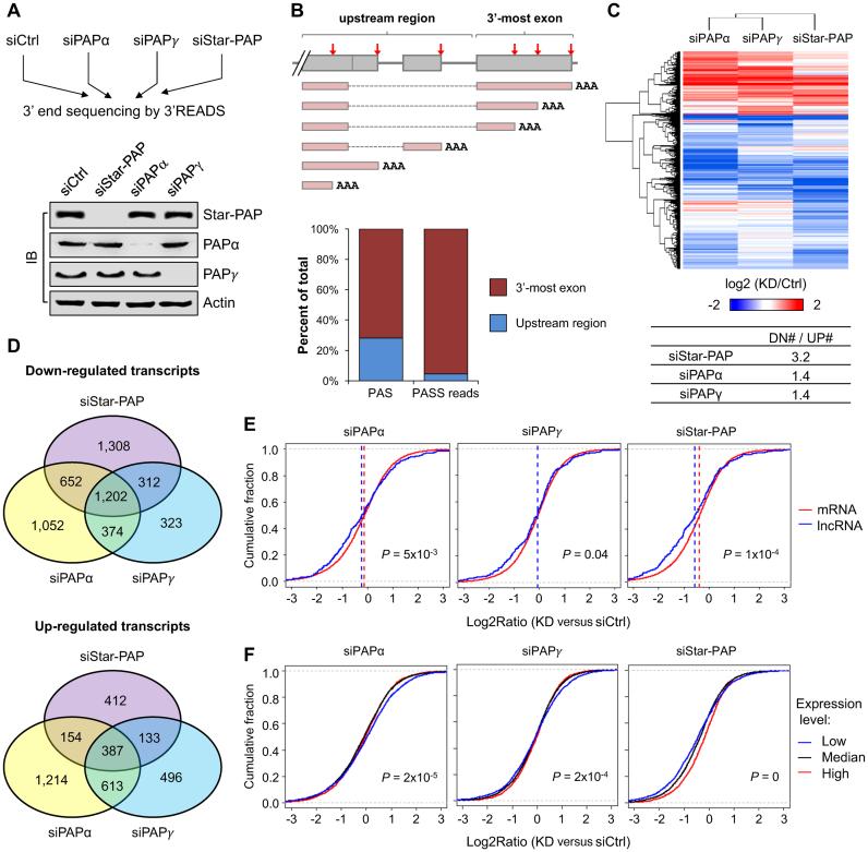https://cdn.ncbi.nlm.nih.gov/pmc/blobs/2823/5587728/8954506f68a8/gkx560fig1.jpg