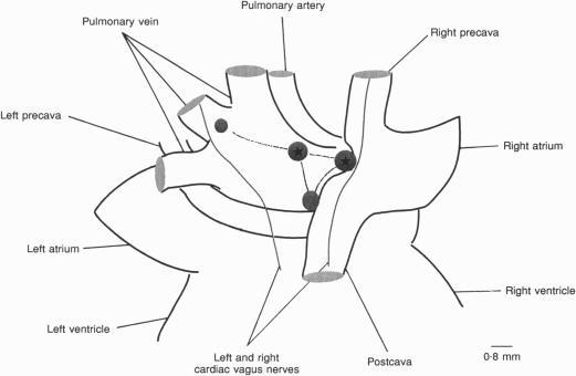 https://cdn.ncbi.nlm.nih.gov/pmc/blobs/2825/1156493/88b76e79f7b0/jphysiol00315-0020-a.jpg