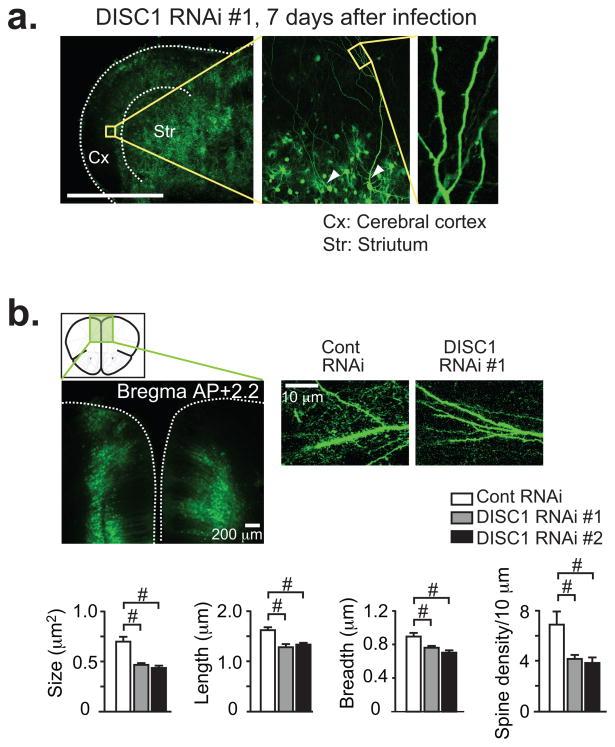https://cdn.ncbi.nlm.nih.gov/pmc/blobs/2827/2846623/fef8763f8cc0/nihms167244f7.jpg