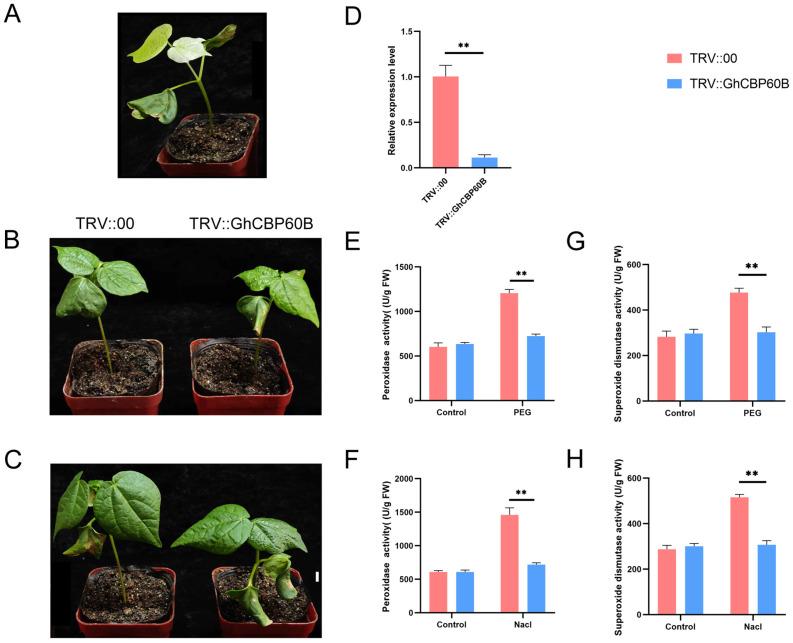 https://cdn.ncbi.nlm.nih.gov/pmc/blobs/2829/11049924/cfa4150db11c/ijms-25-04349-g008.jpg