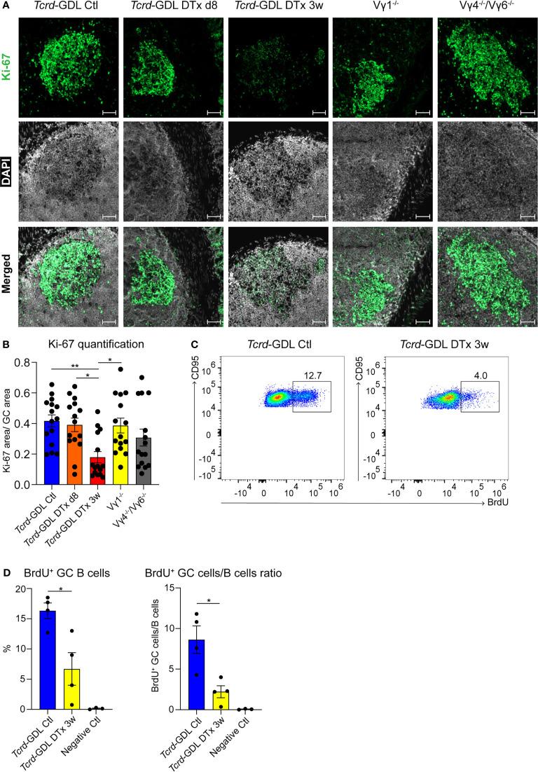 https://cdn.ncbi.nlm.nih.gov/pmc/blobs/2830/8600568/a4128ab9fde8/fimmu-12-729607-g005.jpg