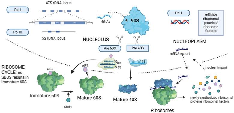 https://cdn.ncbi.nlm.nih.gov/pmc/blobs/2831/11240629/d89c622a10fb/cancers-16-02392-g001.jpg