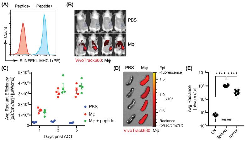 https://cdn.ncbi.nlm.nih.gov/pmc/blobs/2831/12104917/2eef6d9d6921/jitc-13-5-g001.jpg