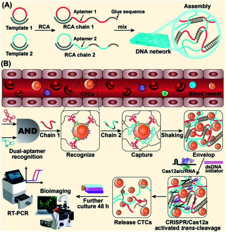 https://cdn.ncbi.nlm.nih.gov/pmc/blobs/2839/9473531/e29d4ac49093/d2sc03374g-s1.jpg