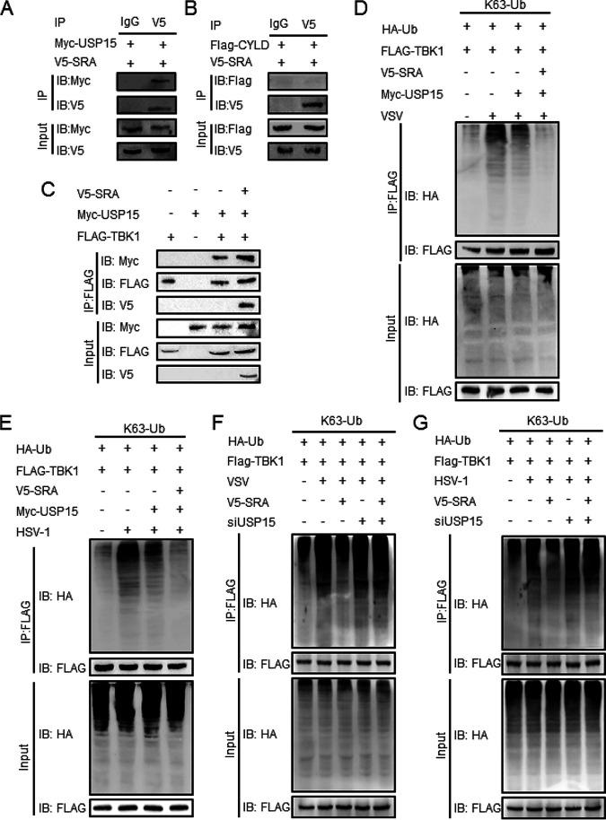 https://cdn.ncbi.nlm.nih.gov/pmc/blobs/283c/9769732/10788dc9532a/spectrum.02028-22-f007.jpg