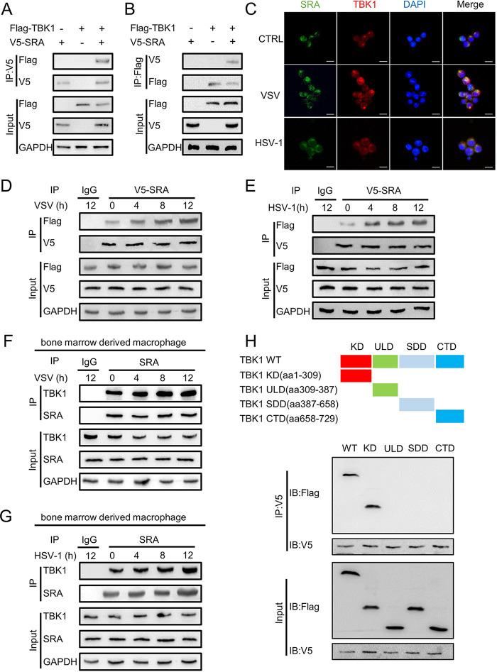 https://cdn.ncbi.nlm.nih.gov/pmc/blobs/283c/9769732/e8cfdc269f73/spectrum.02028-22-f005.jpg