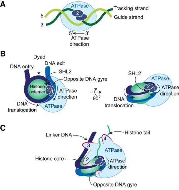 https://cdn.ncbi.nlm.nih.gov/pmc/blobs/283d/6672049/b254d24105a8/936f02.jpg
