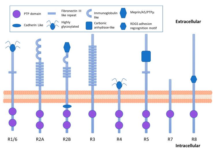 https://cdn.ncbi.nlm.nih.gov/pmc/blobs/283d/8198922/d8fc3d9f63d5/ijms-22-05812-g002.jpg
