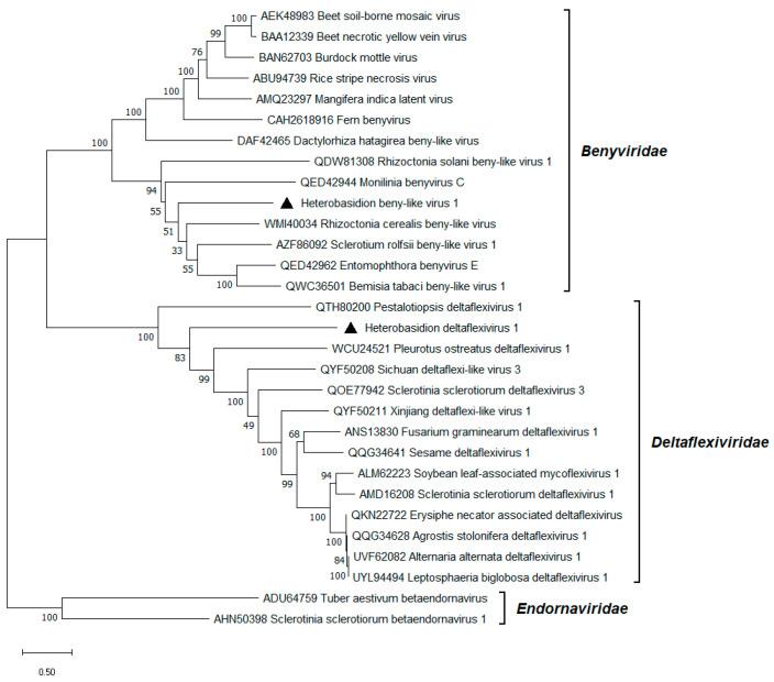 https://cdn.ncbi.nlm.nih.gov/pmc/blobs/2841/12390675/478fc2949912/viruses-17-01144-g006.jpg
