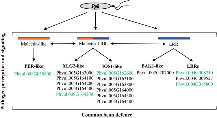 https://cdn.ncbi.nlm.nih.gov/pmc/blobs/2841/9242968/630aeea069bf/425_2022_3943_Fig7_HTML.jpg