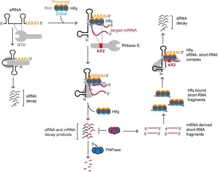https://cdn.ncbi.nlm.nih.gov/pmc/blobs/2841/9860253/c8311f0fafec/pnas.2208022119fig06.jpg