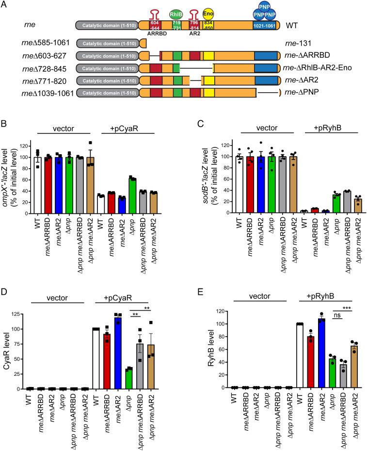 https://cdn.ncbi.nlm.nih.gov/pmc/blobs/2841/9860253/f52b7f4fbb41/pnas.2208022119fig02.jpg