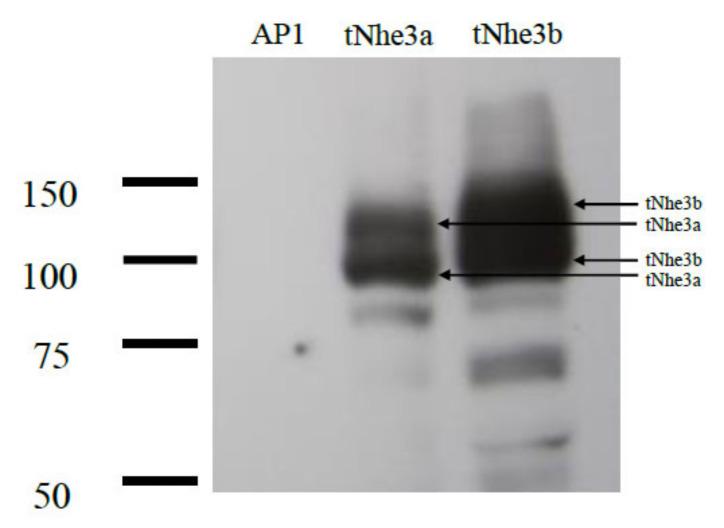 https://cdn.ncbi.nlm.nih.gov/pmc/blobs/2843/7926675/93332eb6ed51/ijms-22-02205-g002.jpg