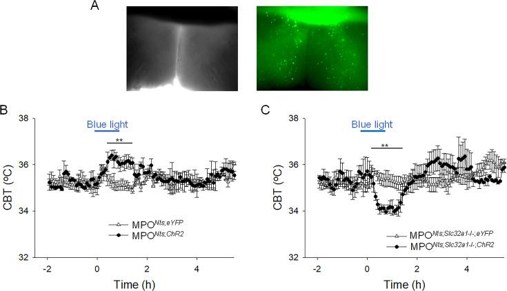 https://cdn.ncbi.nlm.nih.gov/pmc/blobs/2844/11361704/7a5c7f7ade8d/elife-98677-fig4.jpg