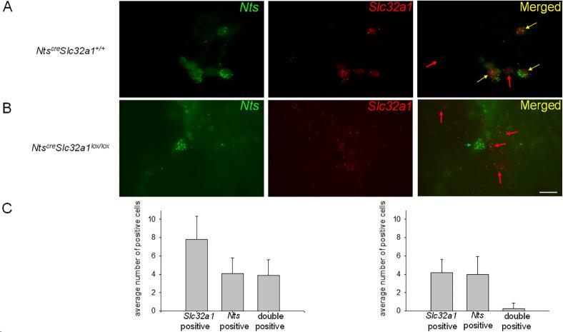 https://cdn.ncbi.nlm.nih.gov/pmc/blobs/2844/11361704/9a8665e865b2/elife-98677-fig5-figsupp1.jpg
